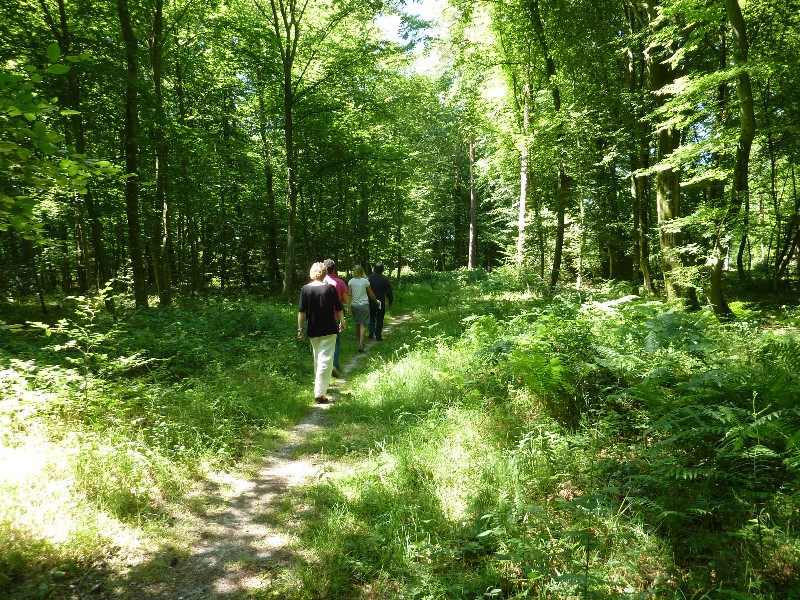 Randonnée pédestre 'La forêt d'Arelaune'
